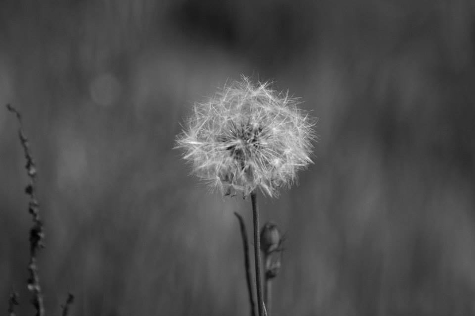 10450971_10202230040093929_4747001566131319691_n_10202230040093929